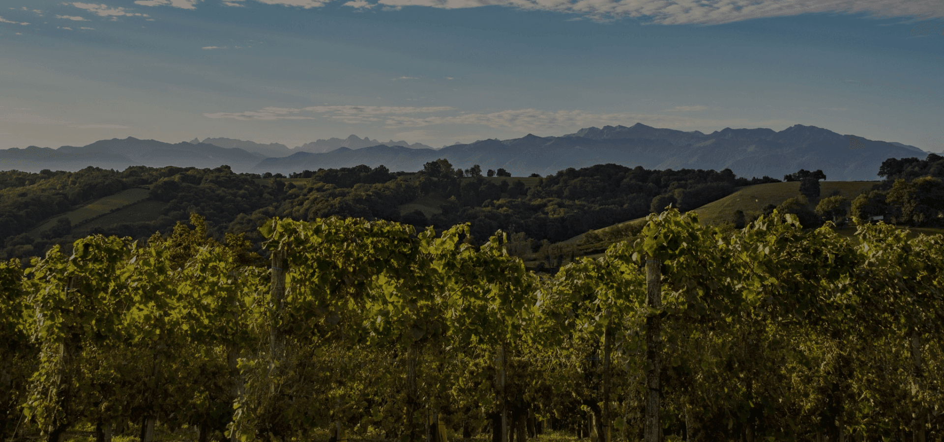 Paysage du Sud-Ouest, entre vignes et villages